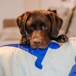 The Cozy Pup - Hundedecke – Bild 7