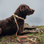 Hundehalsband Outdoor FLEX – Wasserfest – Mocca/Mousse – Bild 3