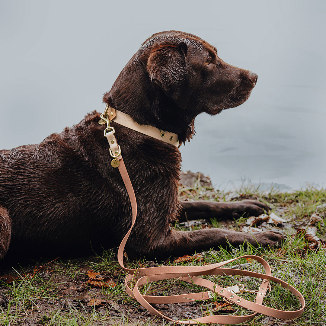 hey-lana-hundehalsband-leine-outdoor-sport-mocca-mousse Hundehalsband Outdoor FLEX – Wasserfest – Mocca/Mousse – Bild 3