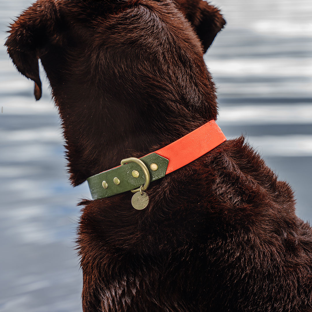 hey-lana-hundehalsband-outdoor-neon-orange-gruen-detail Dog collar Outdoor FLEX - Waterproof - Neon orange/green - Image 3