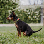 Hundehalsband Outdoor FLEX – Wasserfest – Neonorange/Grün – Bild 5