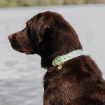 Hundehalsband Outdoor FLEX – Wasserfest – Schwarz/Mint