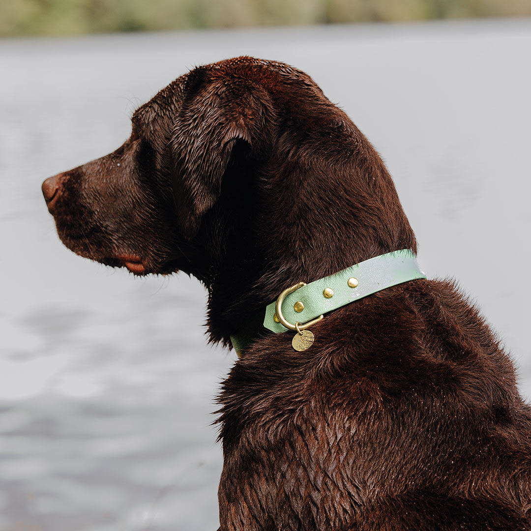 hey-lana-hundehalsband-outdoor-schwarz-mint Hundehalsband Outdoor FLEX – Wasserfest – Schwarz/Mint – Bild 1