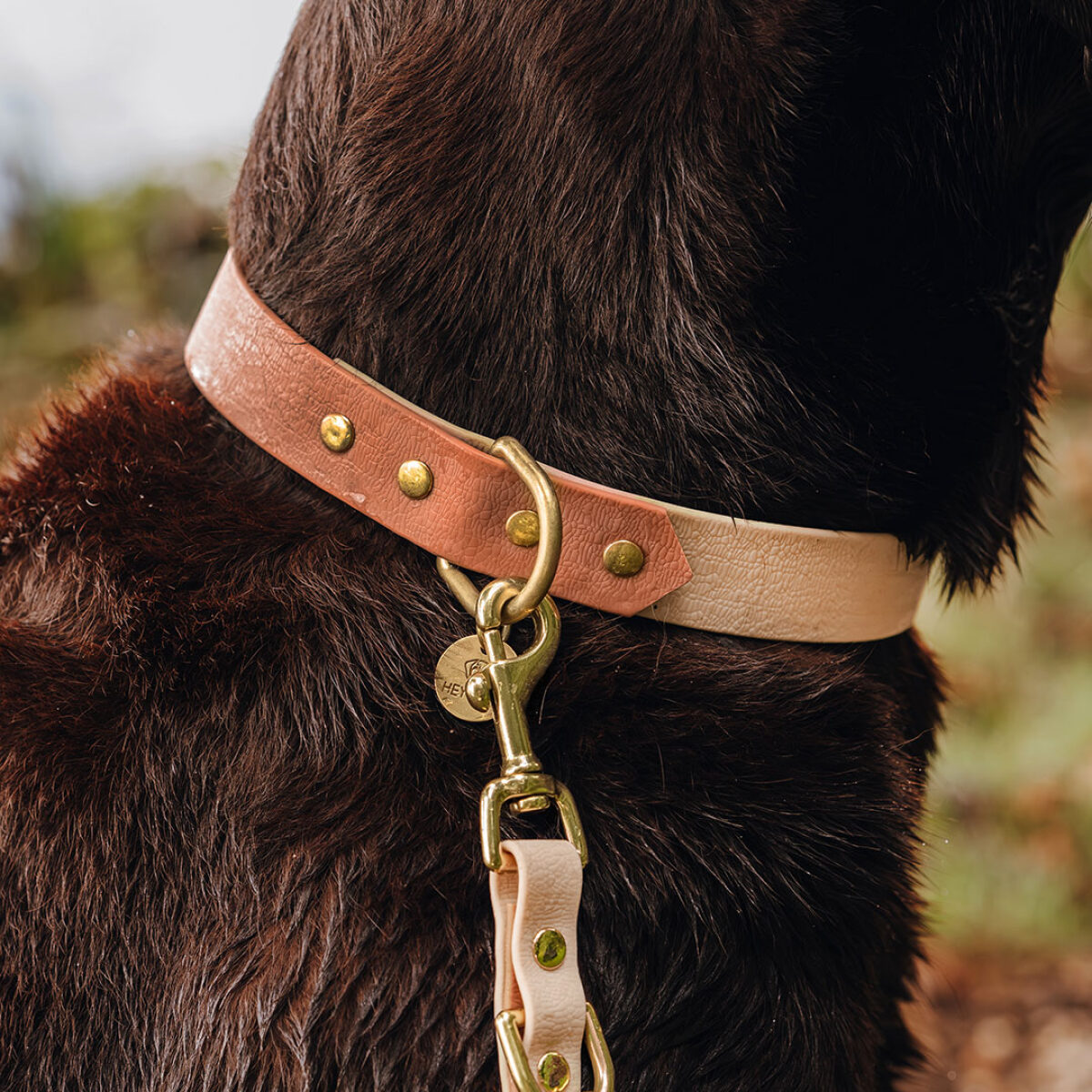 Hundehalsband Outdoor FLEX – Wasserfest – Mocca/Mousse – Bild 1