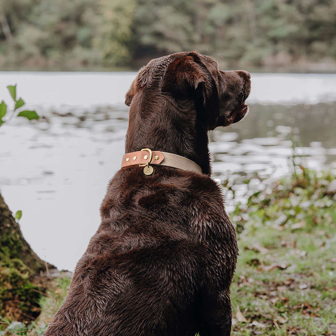 hey-lana-hundehalsband-outdoor-sport-mocca-mousse Hundehalsband Outdoor FLEX – Wasserfest – Mocca/Mousse – Bild 5