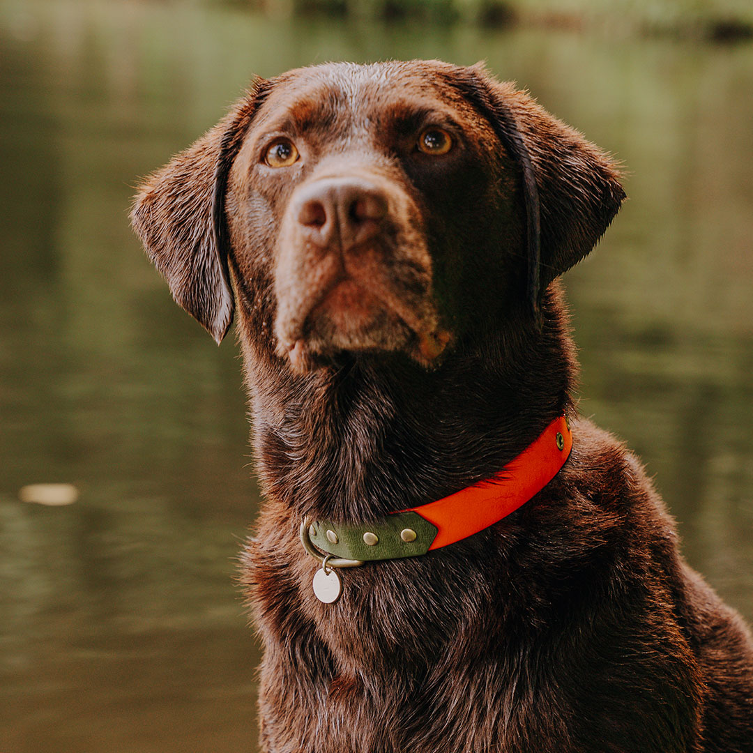 hey-lana-hundehalsband-outdoor-wasserfest-neon-orange-gruen Dog collar Outdoor FLEX - Waterproof - Neon orange/green - Image 1