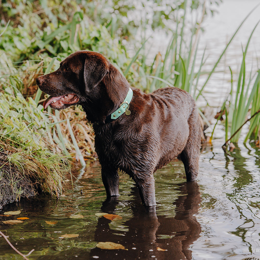 hey-lana-hundehalsband-outdoor-wasserfest-schwarz-mint Hundehalsband Outdoor FLEX – Wasserfest – Schwarz/Mint – Bild 3