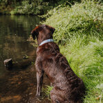 Dog collar Outdoor FLEX - Waterproof - Taupe/Blue - Image 5