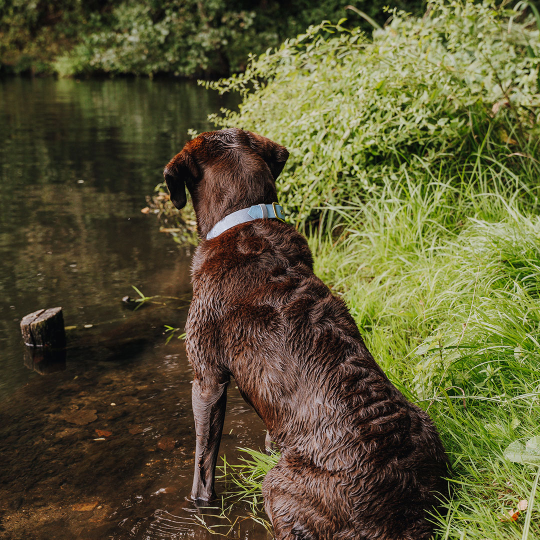 hey-lana-hundehalsband-outdoor-wasserfest-tasube-blau Dog collar Outdoor FLEX - Waterproof - Taupe/Blue - Image 5
