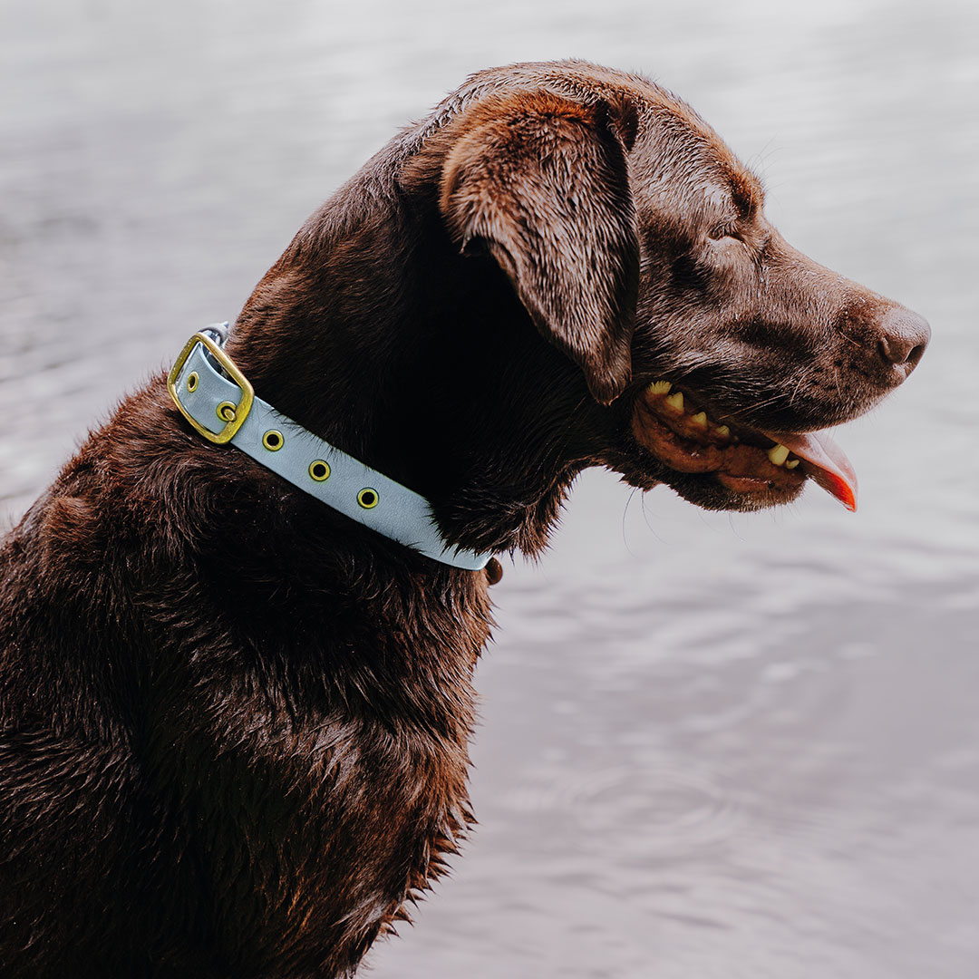 hey-lana-hundehalsband-outdoor-wasserfest-taube-blau Dog collar Outdoor FLEX - Waterproof - Taupe/Blue - Image 1