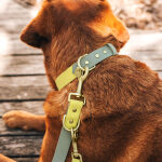Hundehalsband Outdoor FLEX – Wasserfest – Lemon/Seagrass