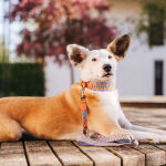 Premium Hundehalsband Gepolstert - Sunset/Eukalyptus