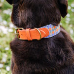 Premium Hundehalsband Gepolstert - Sunset/Eukalyptus – Bild 3