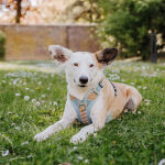 Premium Hundegeschirr Gepolstert - Sunset/Eukalyptus – Bild 3
