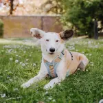Premium Hundegeschirr Gepolstert - Sunset/Eukalyptus – Bild 3