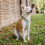 Premium Hundegeschirr Gepolstert - Sunset/Eukalyptus
