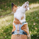 Premium Hundegeschirr Gepolstert - Sunset/Eukalyptus – Bild 5