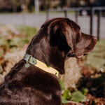 Hundehalsband Outdoor FLEX – Wasserfest – Lemon/Seagrass – Bild 3