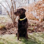 Hundehalsband Outdoor FLEX – Wasserfest – Lemon/Seagrass – Bild 5