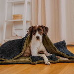 The Snuggle Cave – Premium Dog Blanket with Cave – Black/Olive - Image 4