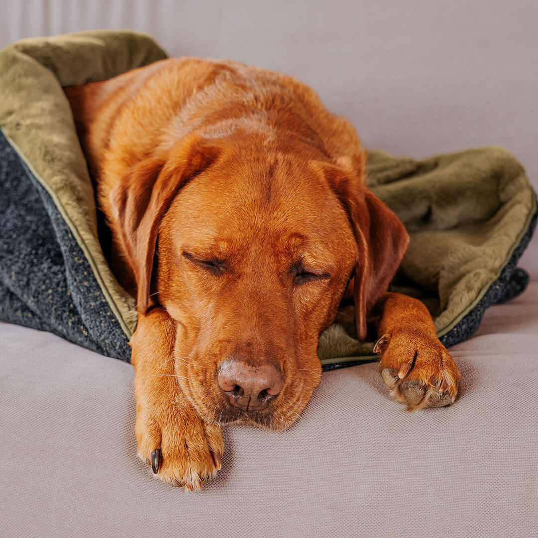 hey-lana-the-snuggle-cave-premium-dog-blanket-black-olive-m.jpg The Snuggle Cave – Premium Dog Blanket with Cave – Black/Olive - Image 1